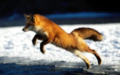 Desktop image. Animals. ID:35982