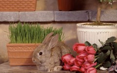 Desktop image. Animals. ID:35983