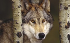 Desktop image. Animals. ID:35984