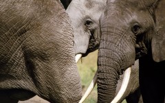 Desktop image. Animals. ID:35985