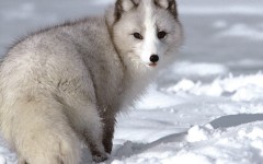 Desktop image. Animals. ID:35986