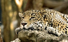 Desktop image. Animals. ID:35988