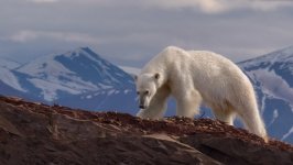 Desktop image. Animals. ID:96068