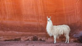 Desktop image. Animals. ID:95975