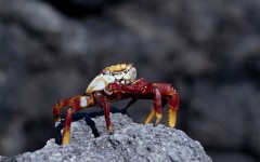 Desktop image. Animals. ID:35991