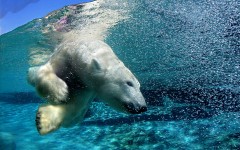 Desktop image. Animals. ID:35992