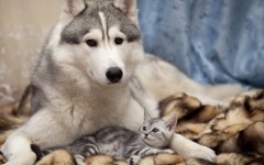 Desktop image. Animals. ID:35993
