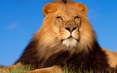 Desktop image. Animals. ID:35994