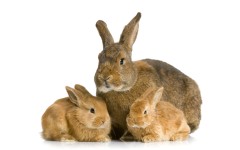 Desktop image. Animals. ID:35995