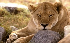 Desktop image. Animals. ID:35996