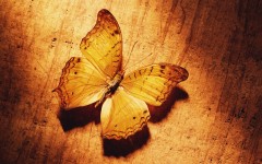 Desktop image. Animals. ID:35997