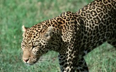 Desktop image. Animals. ID:35998