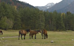 Desktop image. Animals. ID:35999
