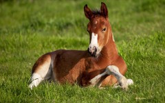 Desktop image. Animals. ID:36000