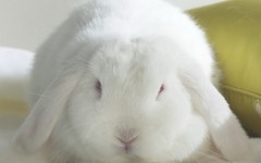 Desktop image. Animals. ID:36001