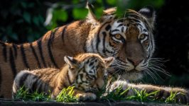 Desktop image. Animals. ID:95890