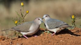 Desktop image. Animals. ID:95356