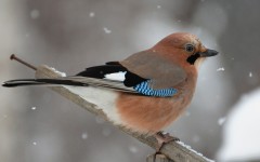 Desktop image. Animals. ID:56795