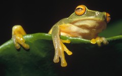 Desktop image. Animals. ID:36025