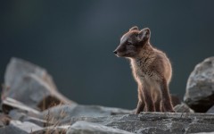 Desktop image. Animals. ID:56758