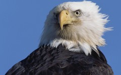 Desktop image. Animals. ID:36028