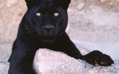 Desktop image. Animals. ID:36029