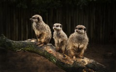 Desktop image. Animals. ID:36030