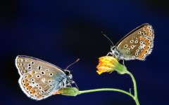 Desktop image. Animals. ID:36031