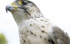 Desktop image. Animals. ID:36032