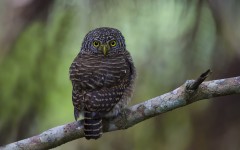 Desktop image. Animals. ID:56737