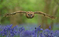 Desktop image. Animals. ID:56774