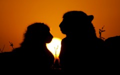 Desktop image. Animals. ID:36035
