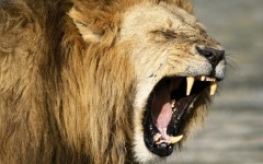 Desktop image. Animals. ID:36037