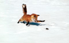 Desktop image. Animals. ID:36038