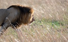 Desktop image. Animals. ID:56790
