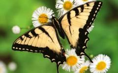Desktop image. Animals. ID:36041