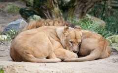 Desktop image. Animals. ID:56798