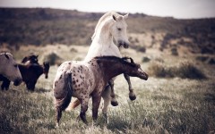 Desktop image. Animals. ID:56803