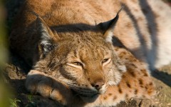 Desktop image. Animals. ID:36045