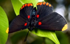 Desktop image. Animals. ID:36046