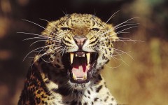 Desktop image. Animals. ID:36047