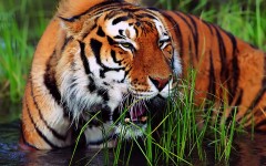 Desktop image. Animals. ID:36048