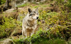 Desktop image. Animals. ID:56801