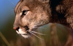 Desktop image. Animals. ID:36050