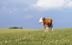 Desktop image. Animals. ID:36051