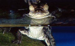 Desktop image. Animals. ID:36052