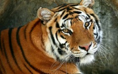 Desktop image. Animals. ID:36053