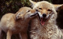 Desktop image. Animals. ID:36054