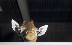 Desktop image. Animals. ID:36055