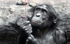 Desktop image. Animals. ID:56805